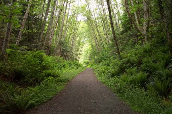 Issue image: The Galloping Goose Trail through forest near Sooke, photographed in June 2008.