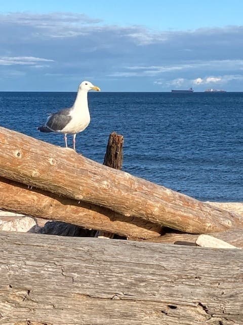 Archive photograph: Seagull at the beach. (Stephen Hansen)