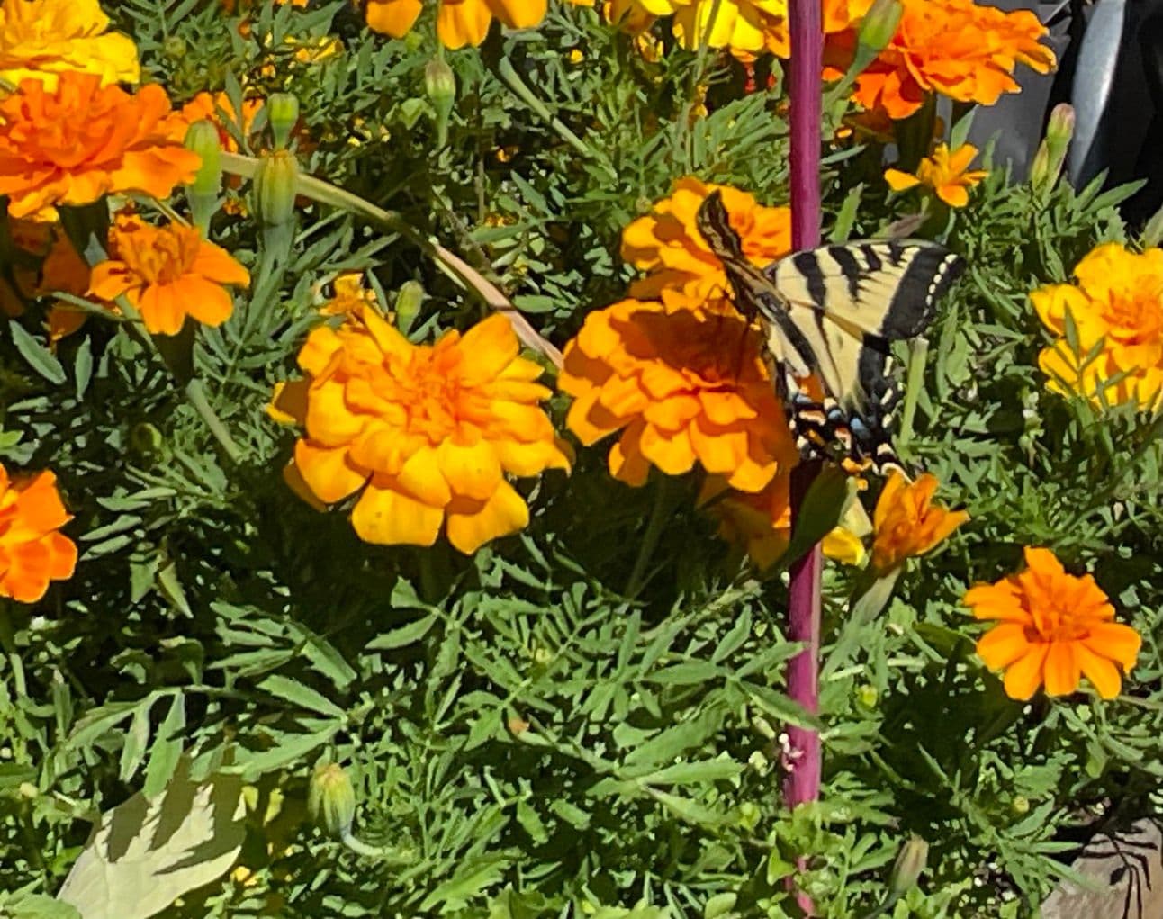 Archive photograph