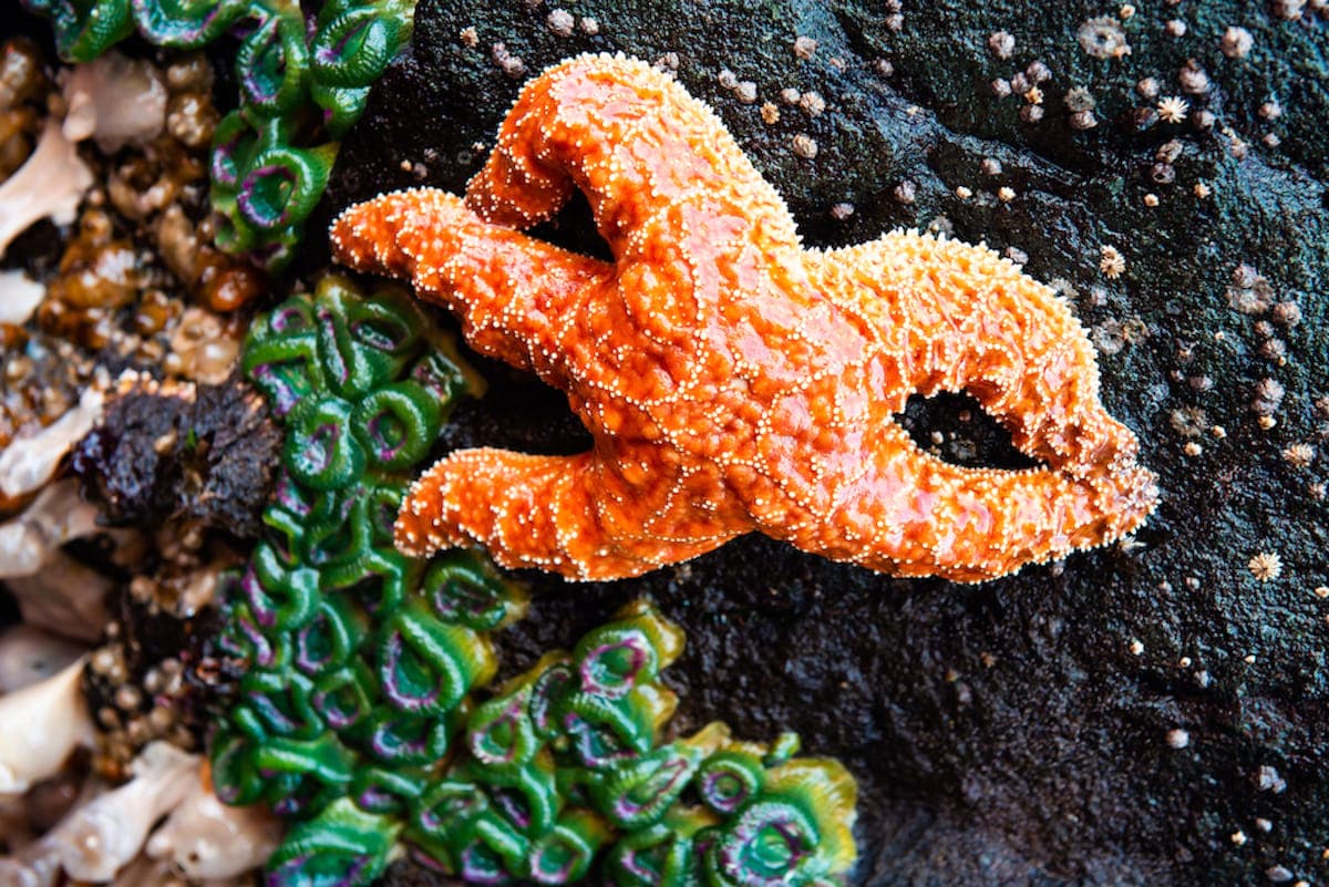 Archive photograph: INTERTIDAL WELLNESS