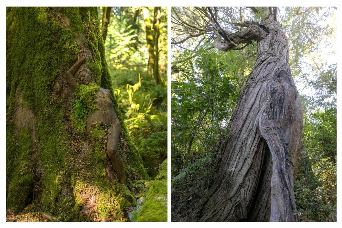 Archive photograph: Woman painted into cedars. (📸 Alex Barendregt) B
