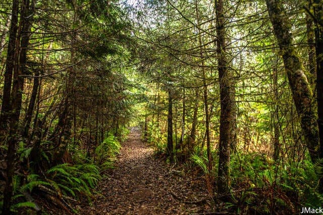 Archive photograph: A trail already on the newly acquired parkland in Otter Point. (📸 Joyce Mackinnon, Contributed)