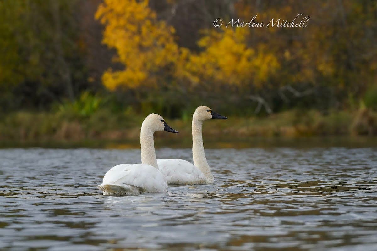 Archive photograph: Two swans swim on the Esquimalt Lagoon.